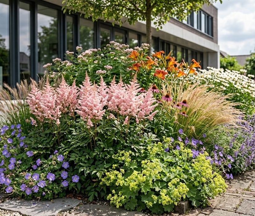 Muskelstrauch - Astilbe 'Europa'