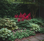Astilbe fanal met hosta, elfenbloem, rodgersia en hedera arborescens in schaduw border