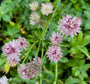 Zeeland-Knopf (Rosa) - Astrantia major 'Roma' TIP