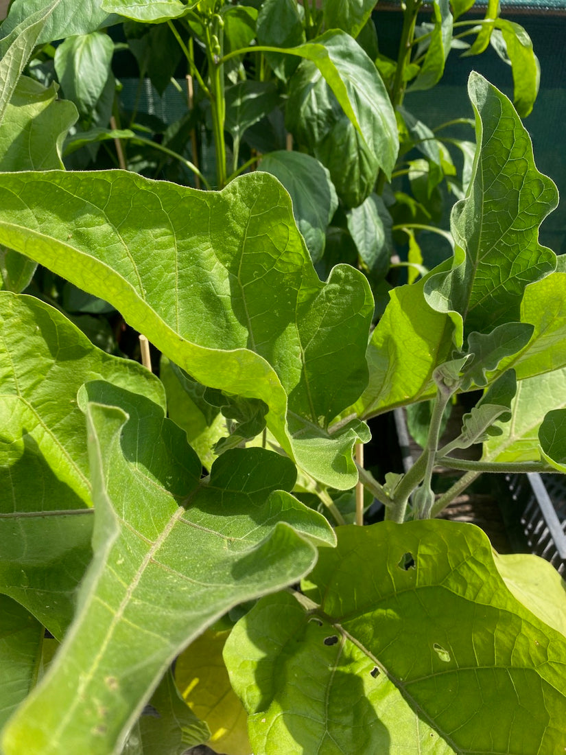 Aubergine - Solanum melongena