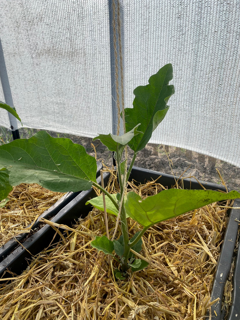 Aubergine - Solanum melongena