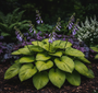 Herzlilie - Hosta 'August Moon'