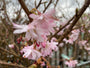 Zierkirsche - Prunus subhirtella 'Autumnalis Rosea'