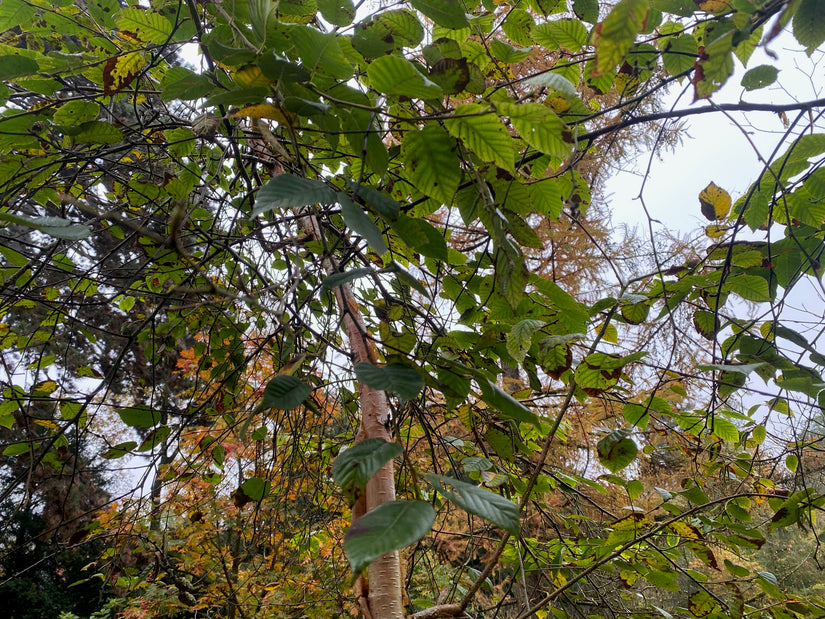 Weiße Himalaya-Birke - Betula Utilis