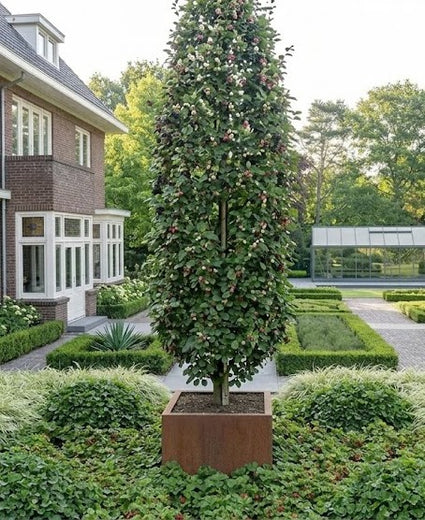 Säulenmaulbeere - Morus rotundiloba 'Mojo Berry'