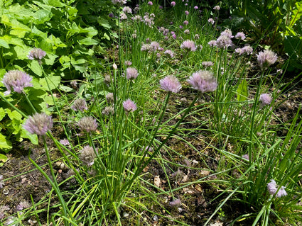 Schnittlauch - Alliumschoenoprasum