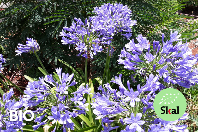 Bio-Afrikanische Lilie - Agapanthus africanus