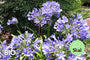 Bio-Afrikanische Lilie - Agapanthus africanus