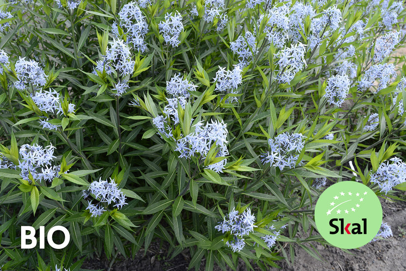 Bio-Sternimmergrün – Amsonia hubrichtii