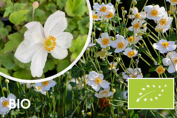 Bio-Herbst-Anemone Weiß (Höhe 90 cm) - Anemone hybrida 'Honorine Jobert'