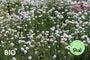 Bio-Englisches Gras - Armeria maritima 'Alba'