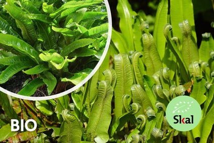 Bio-Zungenfarn – Asplenium Scolopendrium