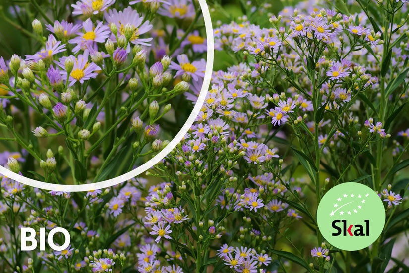 Bio-Herbstaster - Aster ageratoides 'Stardust'