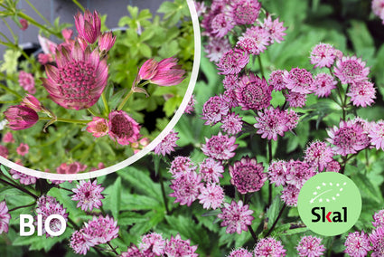 Bio-Zeeland-Knoten - Astrantia Major 'Roma' TIPP