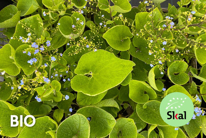 Bio Kaukasisches Vergissmeinnicht – Brunnera Macrophylla (auch pro/m2)