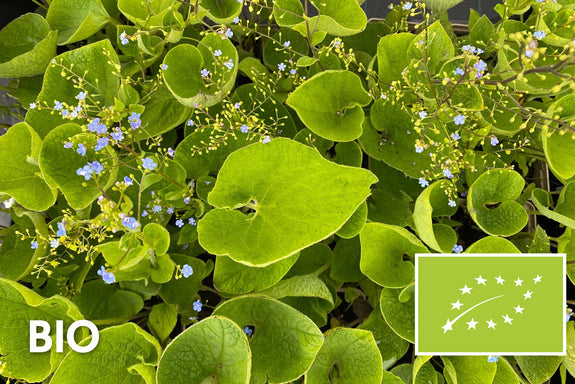 Bio Kaukasisches Vergissmeinnicht – Brunnera Macrophylla (auch pro/m2)