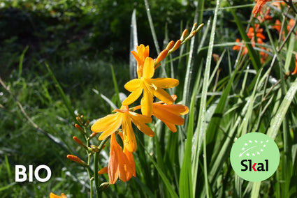 Bio Montbretia - Crocosmia 'George Davidson'