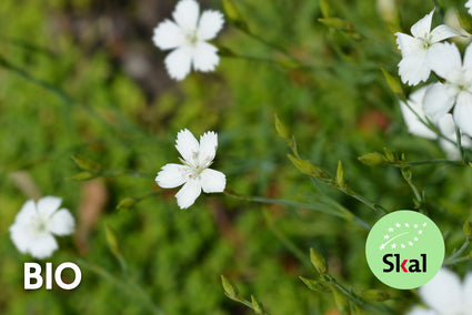 Bio-Steinnelke - Dianthus deltoides 'Albiflorus'