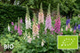 Biologisch Vingerhoedskruid - Digitalis purpurea 'Excelsior Hybrids'