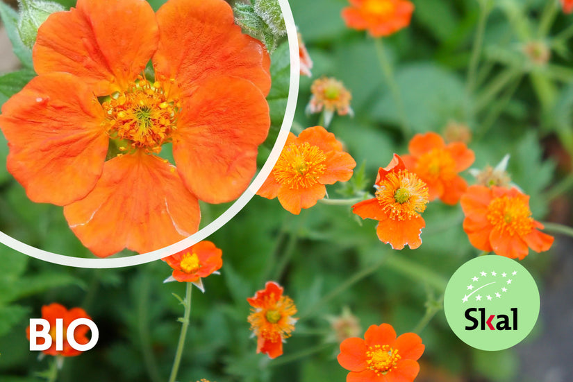 Bio-Nagelkraut - Geum coccineum 'Borisii'