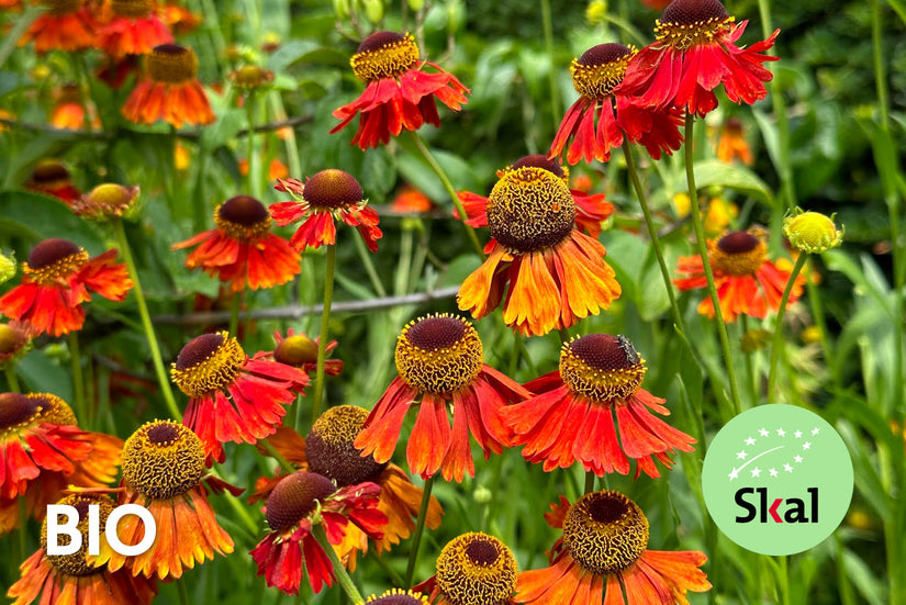 Bio-Sonnenkraut – Helenium „Moerheim Beauty“ TIPP