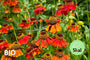 Bio-Sonnenkraut – Helenium „Moerheim Beauty“ TIPP