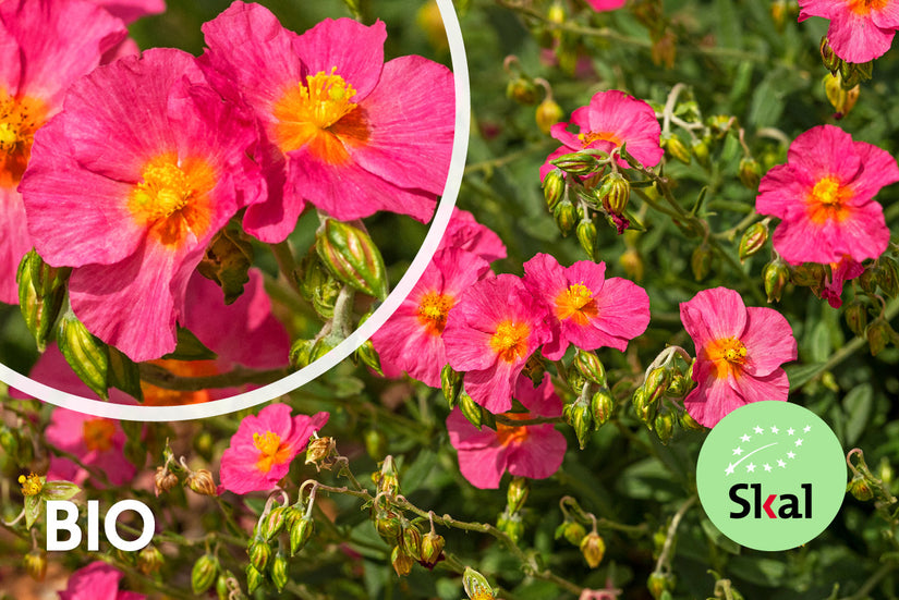 Bio-Zistrose - Helianthemum 'Ben Hope'