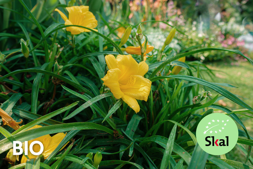 Bio-Taglilie - Hemerocallis 'Stella de Oro'