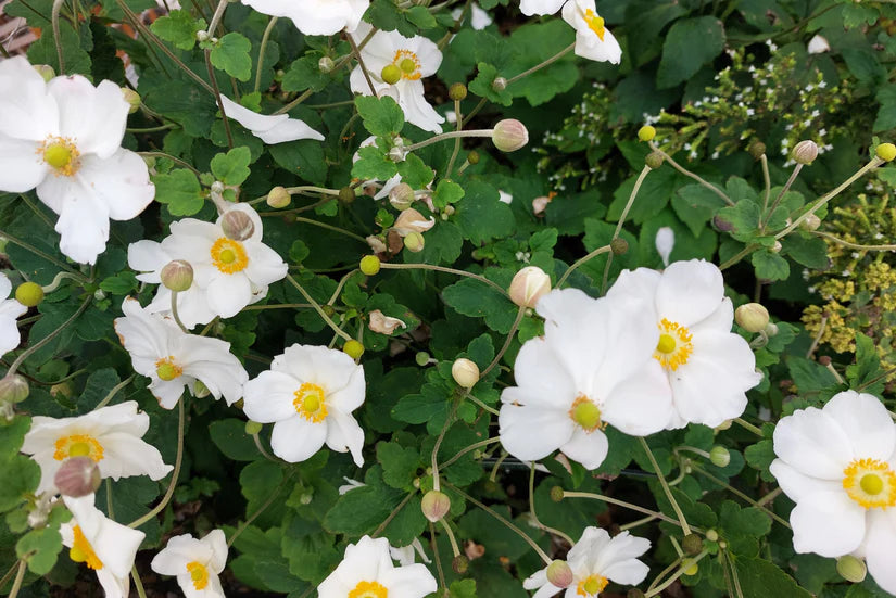 Bio-Herbst-Anemone - Anemone hybrid. „Ehre Jobert“