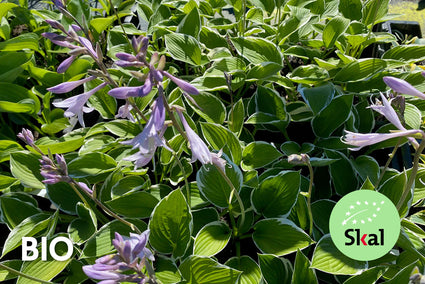 Bio-Herzlilie - Hosta 'Francee'