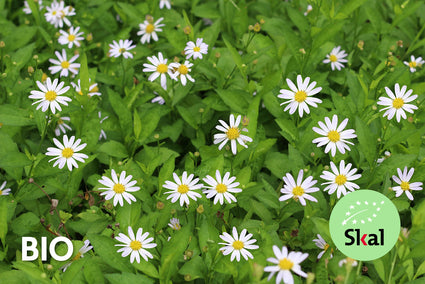 Bio-Sommergitter (Weiß) - Kalimeris incisa 'Alba'