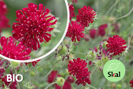 Bio-Wiesenkrone - Knautia macedonica 'Mars Midget'