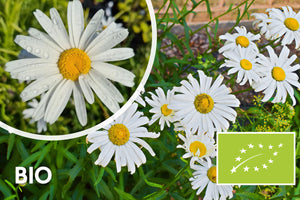 Bio Magriet - Leucanthemum 'Alaska'