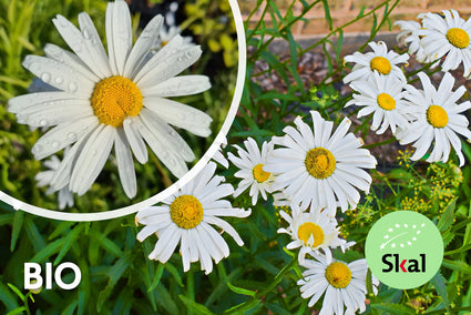 Bio Magriet - Leucanthemum 'Alaska'