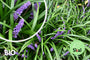 Bio-Liliengras - Liriope muscari 'Big Blue'