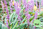 Bio-Liliengras - Liriope muscari 'Lilac Wonder'