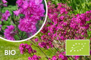 Bio-Wiesenschaumkraut / Rote Pekannuss - Lychnis viscaria 'Splendens'