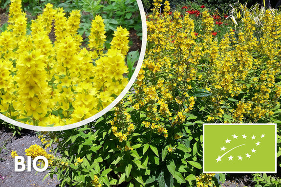 Bio-Puntweederik - Lysimachia punctata