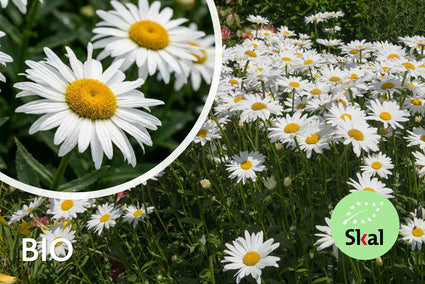 Biologische Margerite – Leucanthemum (S) „Silberprinzesschen“