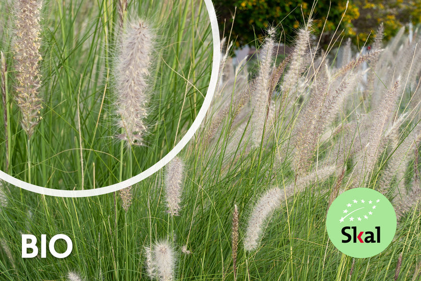 Bio-Neunaugengras - Pennisetum alopecuroides 'Hameln'