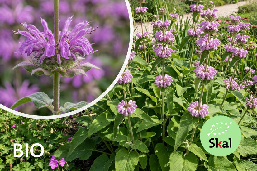 Weidenröschen - Phlomis tuberosa