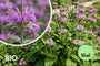 Weidenröschen - Phlomis tuberosa