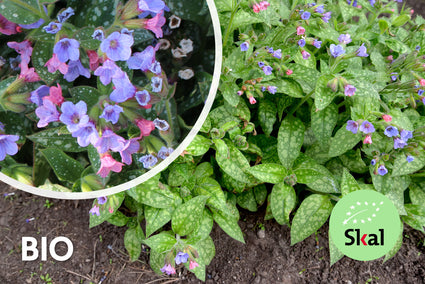 Bio-Lungenkraut - Pulmonaria saccharata 'Mrs Moon'