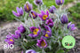 Bio-Kraut des wilden Mannes – Pulsatilla vulgaris