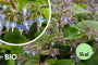 Bio-Orientalisches Gurkenkraut – Trachystemon orientalis