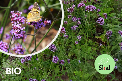 Bio-Eisenkraut (Niedrige Sorte 60 cm) - Verbena bonariensis 'Lollipop'