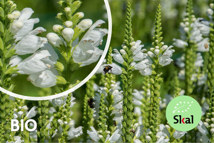 Bio-Ehrenpreis - Veronica spicata 'Icicle'