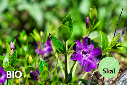 Bio-Kleines Immergrün - Vinca Minor 'Atropurpurea' (auch pro/m2)