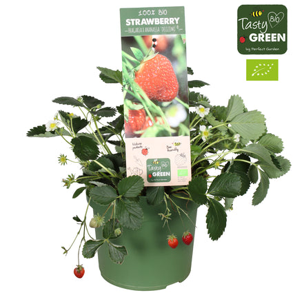 Bio-Erdbeere - Fragaria ananassa 'Delizzimo'