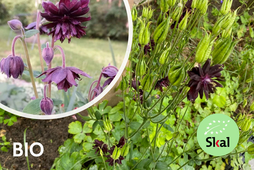 Bio-Akelei - Aquilegia vulgaris 'Black Barlow'